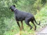 Doberman King Picture No 10
