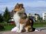 Lassie Bild No 2