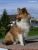 Lassie Picture No 4