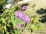 Lilac Lilacs Picture No 2