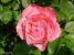 Nuance Rose Image No 10