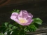 Wild Rose