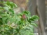 Wild Rose Picture No 5