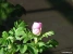Wild Rose Picture No 6