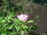 Wild Rose Picture No 7