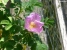 Wild Rose Picture No 8