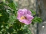 Wild Rose Picture No 9