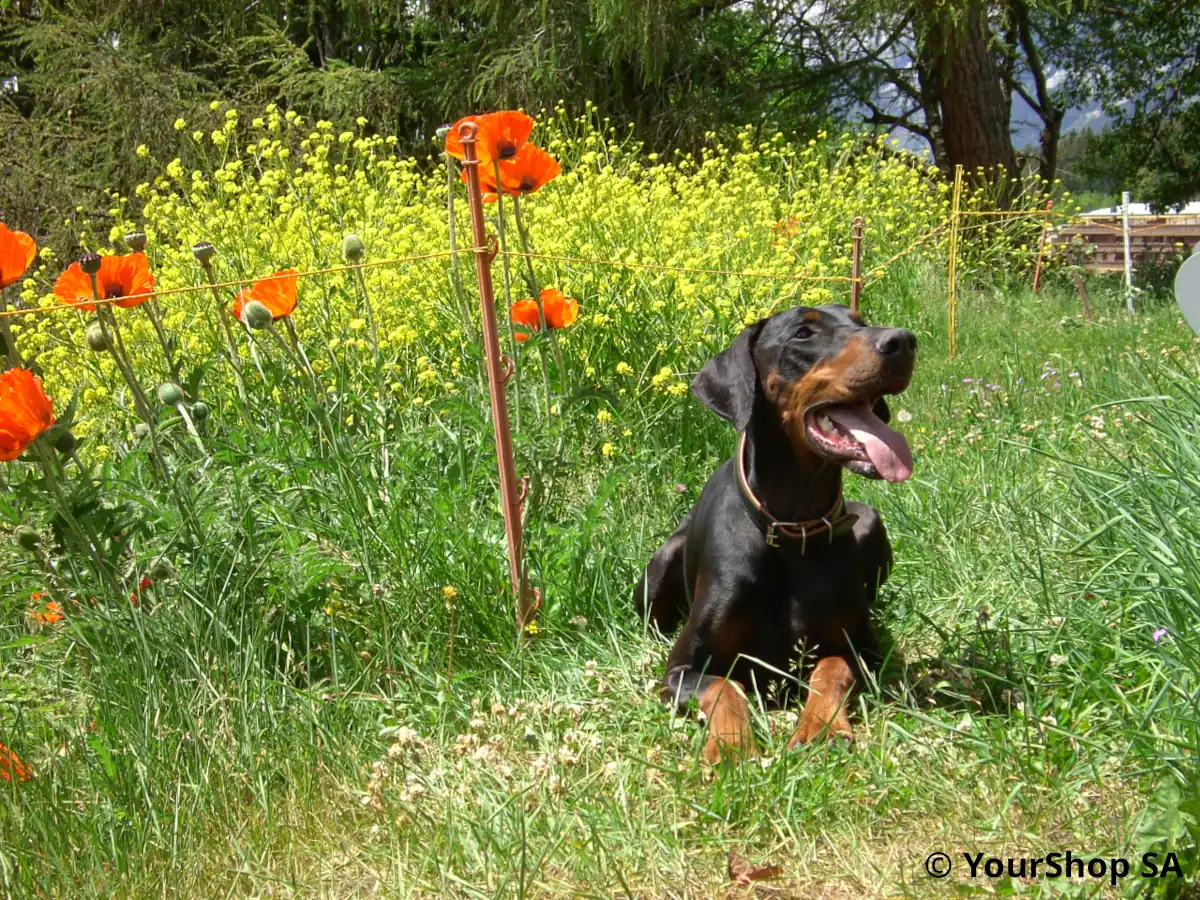 Doberman King