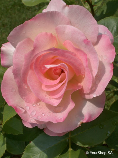 Nuance Rose