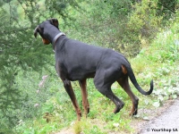 Doberman King